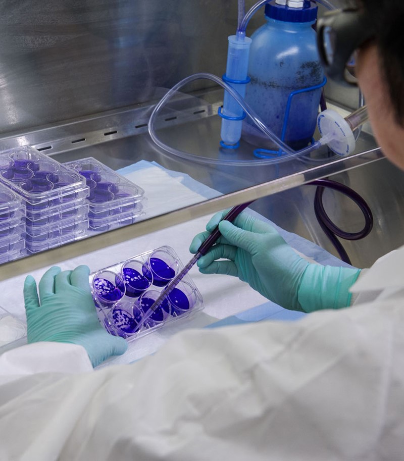 Lab worker with latex gloves handling and testing a batch of petri dishes filled with dark blue substance