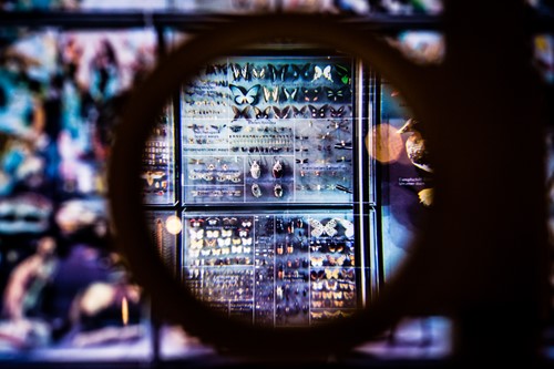 Top-down view through a magnifying glass of a collection of beetles and butterflies in display cases.